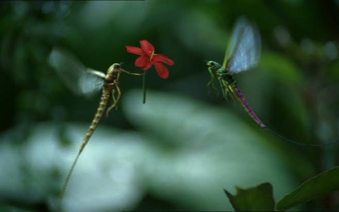 De les van de mayfly